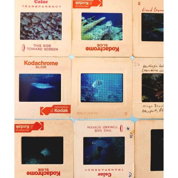 1980s 35mm Slide Film Frames Nautical Lot Of 100 Sea Life Fish Coral Vtg E50B - Picture 7 of 7